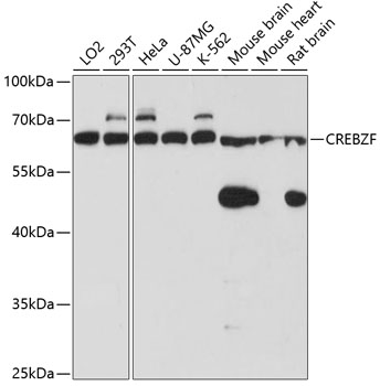 Anti-CREBZF Antibody (CAB3477)