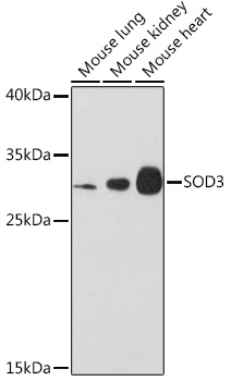 Anti-SOD3 Antibody (CAB13935)