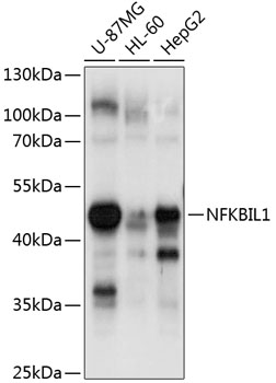 Anti-NFKBIL-1 Antibody (CAB10456)