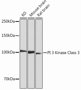 Anti-PI 3 Kinase Class 3 Antibody