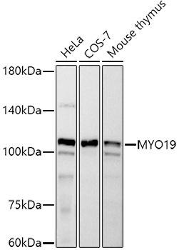 Western blot analysis of extracts of various cell lines, using MYO19 antibody at 1:500 dilution. Secondary antibody: HRP Goat Anti-Rabbit IgG (H+L) at 1:10000 dilution. Lysates/proteins: 25ug per lane. Blocking buffer: 3% nonfat dry milk in TBST. Detection: ECL Basic Kit. Exposure time: 180s.