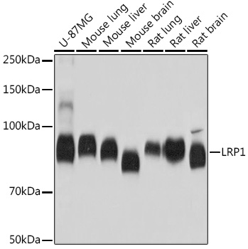 Anti-LRP1 Antibody