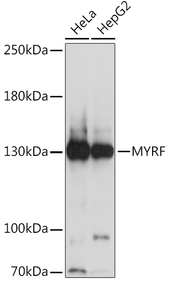 Anti-MYRF Antibody (CAB16355)