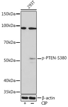 Anti-Phospho-PTEN-S380 Antibody (CABP0998)