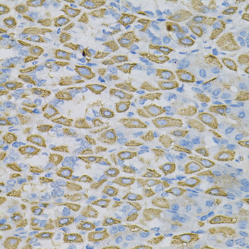 Anti-EFNA1 Antibody (CAB5341)