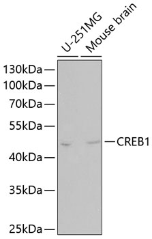 Anti-CREB1 Antibody (CAB11064)