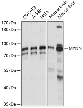 Anti-MYNN Antibody (CAB14914)