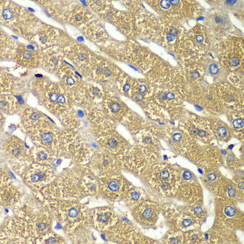 Anti-TMED10 Antibody (CAB6771)