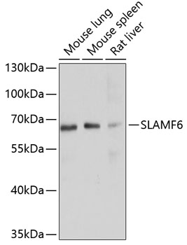 Anti-SLAMF6 Antibody (CAB10338)