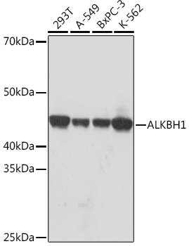 Anti-ALKBH1 Antibody (CAB9221)