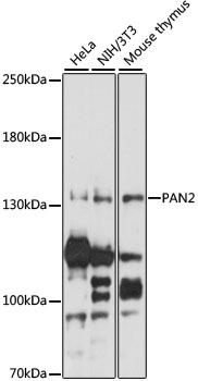 Anti-PAN2 Antibody (CAB15373)