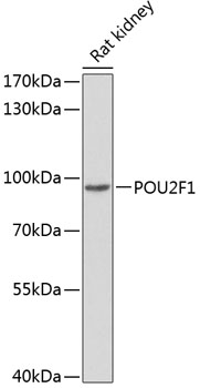 Anti-POU2F1 Antibody (CAB1682)