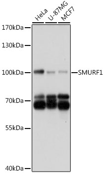 Anti-SMURF1 Antibody (CAB16559)