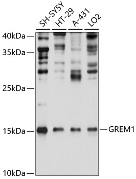 Anti-GREM1 Antibody (CAB11595)