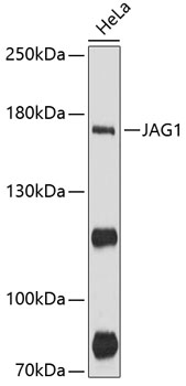 Anti-JAG1 Antibody (CAB12733)