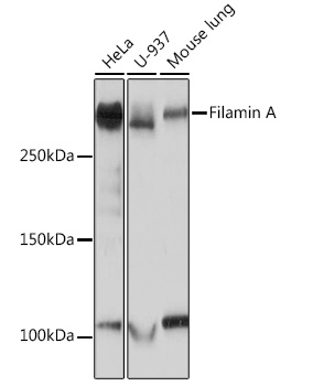 Anti-Filamin A Antibody (CAB3738)