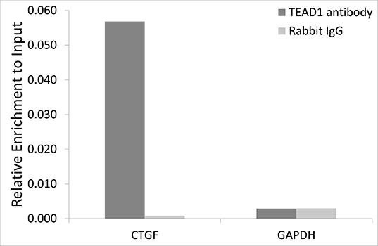 Anti-TEAD1 Antibody (CAB6768)