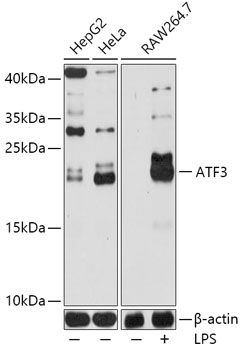 Anti-ATF3 Antibody (CAB13469)