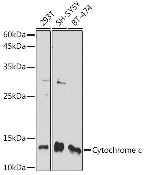 Anti-Cytochrome c Antibody [KO Validated] (CAB13430)