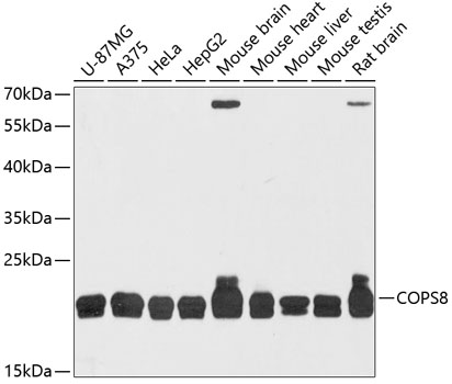 Anti-COPS8 Antibody (CAB12745)