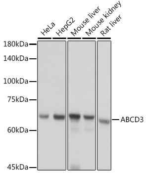 Anti-ABCD3 Antibody (CAB18177)