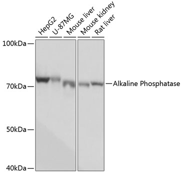 Anti-Alkaline Phosphatase Antibody