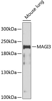 Anti-MAGI3 Polyclonal Antibody (CAB9893)