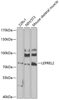 Anti-LEPREL2 Polyclonal Antibody (CAB8062)