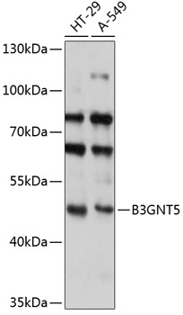 Anti-B3GNT5 Antibody (CAB14428)