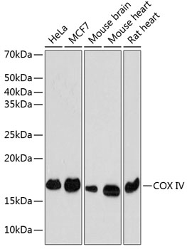 Anti-COX IV Antibody