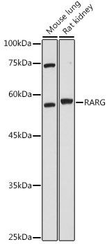Anti-RARG Antibody (CAB7448)
