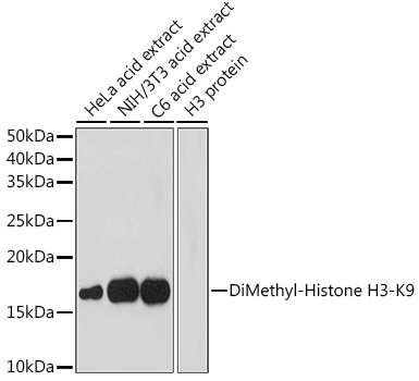 Anti-DiMethyl-Histone H3-K9 Antibody (CAB2359)