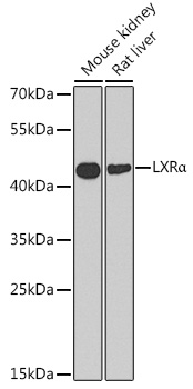 Anti-LXRAlpha Antibody (CAB2141)