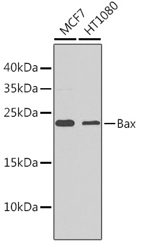 Anti-Bax Antibody [KO Validated] (CAB11550)