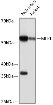 Anti-MLKL Antibody [KO Validated] (CAB19685)