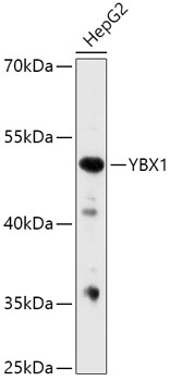 Anti-YBX1 Antibody (CAB15696)