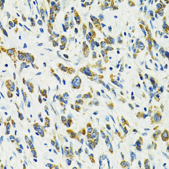 Anti-SLC25A11 Polyclonal Antibody (CAB8163)