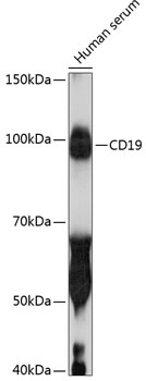 Anti-CD19 Antibody (CAB19013)