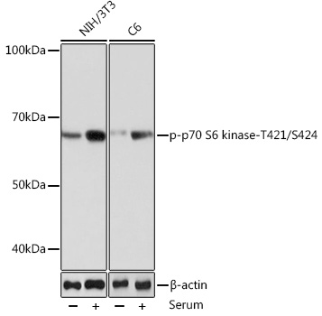 Anti-Phospho-p70 S6 kinase-T421/S424 Antibody (CABP0502)