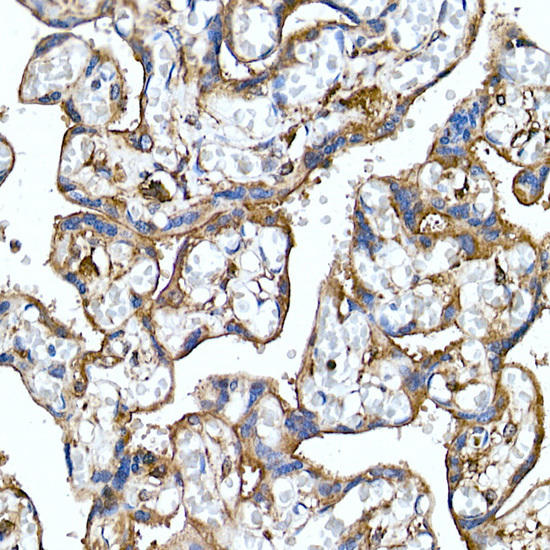 Immunohistochemistry of paraffin-embedded human placenta using Folate Binding Protein(FBP) / FOLR1 Rabbit mAb at dilution of 1:100 (40x lens). Perform microwave antigen retrieval with 10 mM PBS buffer pH 7. 2 before commencing with IHC staining protocol.