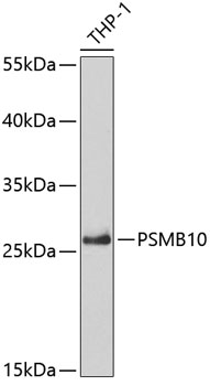 Anti-PSMB10 Antibody (CAB5452)