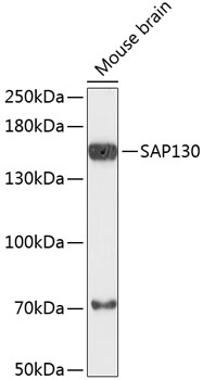 Anti-SAP130 Antibody (CAB13897)