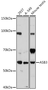 Anti-ASB3 Antibody (CAB18625)