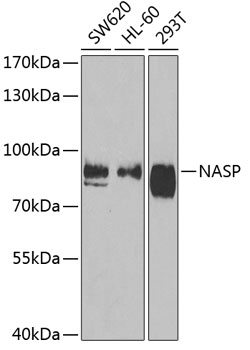 Anti-NASP Antibody (CAB6938)