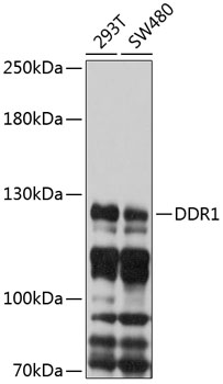 Anti-DDR1 Antibody (CAB10487)