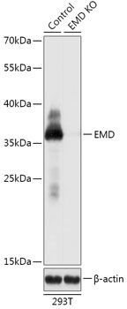 Anti-EMD Antibody [KO Validated] (CAB18030)