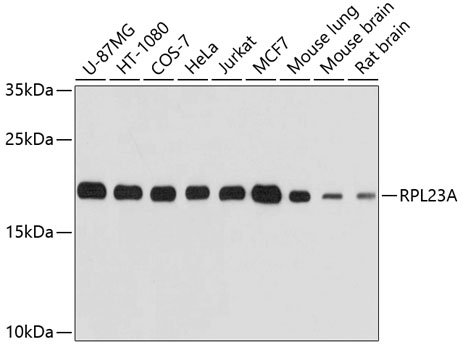 Anti-RPL23A Antibody (CAB4086)