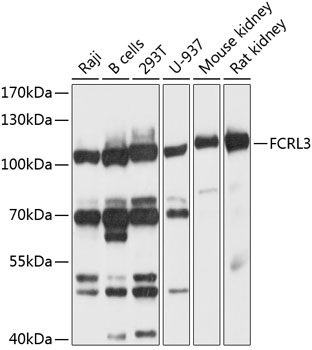 Anti-FCRL3 Antibody (CAB10451)