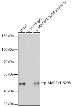 Anti-Phospho-MAP2K1-S298 Antibody (CABP0063)