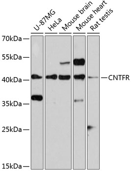 Anti-CNTFR Antibody (CAB2700)